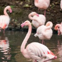 Flamant rose