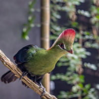 Fischer’s turaco