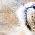 Visite guidée zoologique : Le bien-être des animaux
