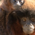 Visite guidée zoologique : L'Amazonie