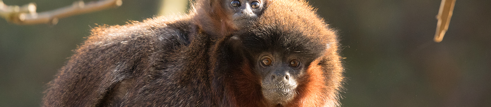 Visite guidée zoologique : L'Amazonie