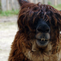 Alpaca