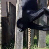 Colombian black spider monkey