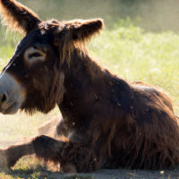 Poitou donkey