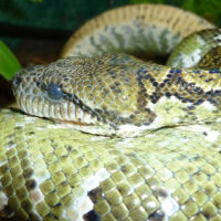 Madagascar tree boa