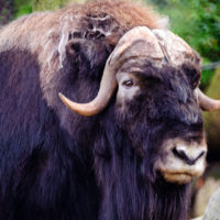 Muskox