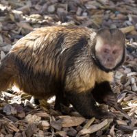 Buff-headed capuchin