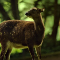 Visayan spotted deer