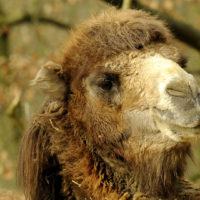 Wild bactrian camel