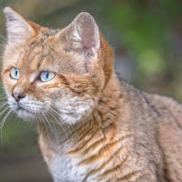 Chat des sables