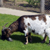 Domestic goat