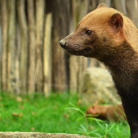 Bush dog