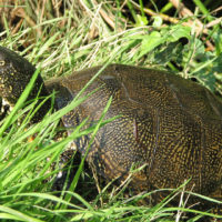 Europäischen Sumpfschildkröte