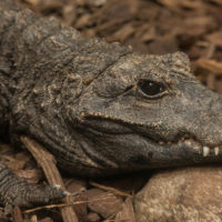 Dwarf crocodile