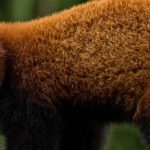 Atelier d'été : à la rencontre des pandas roux