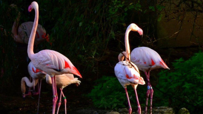 Un petit groupe de flamants roses