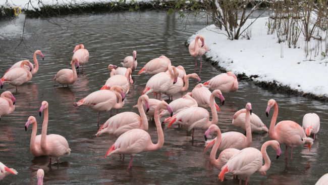 Un groupe de flamants roses