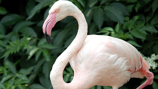 Un flamant rose debout