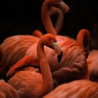 Kuba flamingo