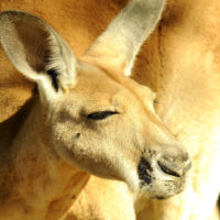 Red kangaroo