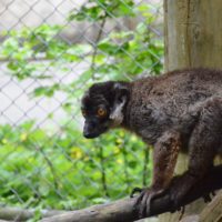 Grey-headed lemur