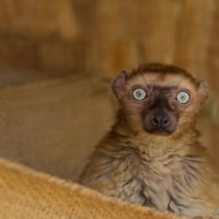 Blue-eyed black lemur