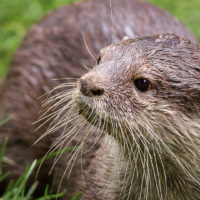 Small-clawed otter