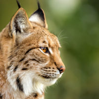 Lynx boréal