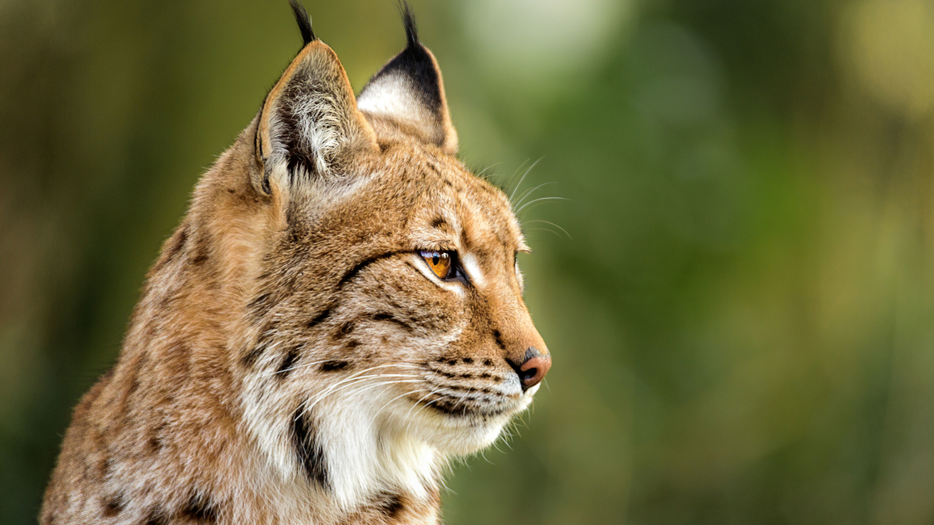 Качество и надежность запчастей Lynx
