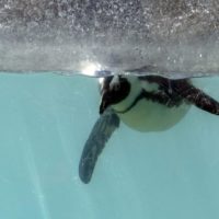 African penguin