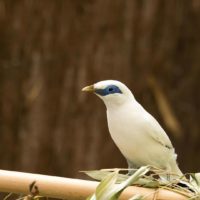 Bali mynah