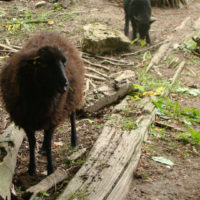 Ouessant sheep