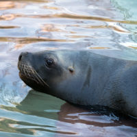 South American sea lion