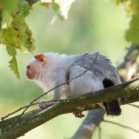 Silvery marmoset