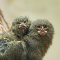 Pygmy marmoset