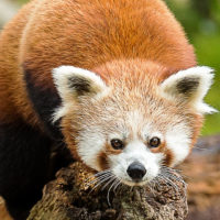 Red panda