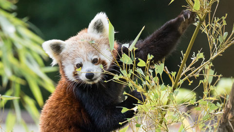 Panda roux ⋆ Zoo de Mulhouse, parc zoologique et botanique