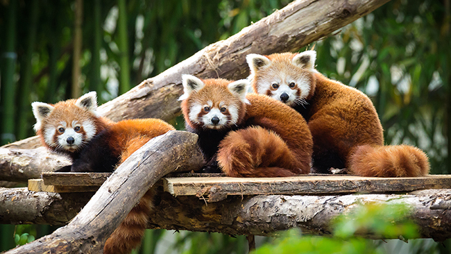 Panda Roux Zoo De Mulhouse Parc Zoologique Et Botanique