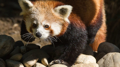 Panda roux ⋆ Zoo de Mulhouse, parc zoologique et botanique