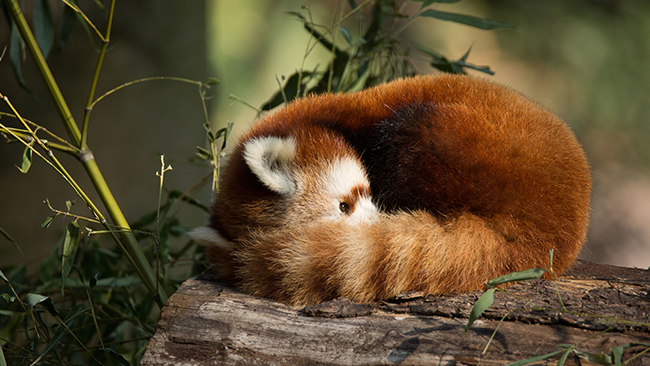 Panda Roux Zoo De Mulhouse Parc Zoologique Et Botanique