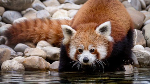 Panda roux ⋆ Zoo de Mulhouse, parc zoologique et botanique