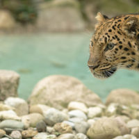 Amur leopard