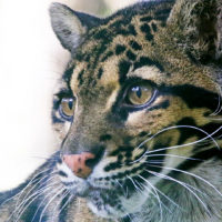 Indochinese clouded leopard