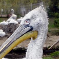 Dalmatian pelican