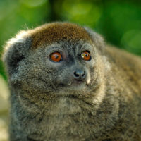 Lac Alaotra gentle lemur