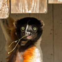 Crowned sifaka