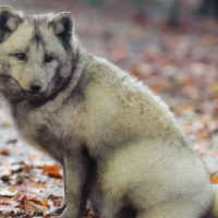 Arctic fox