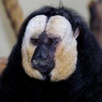 White-faced saki