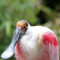 Roseate spoonbill