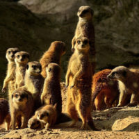 Suricate